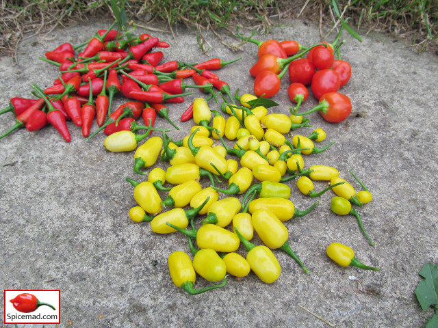 Chilli Harvest - 14th August 2018