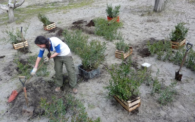 Plantaron arrayanes en Isla Victoria