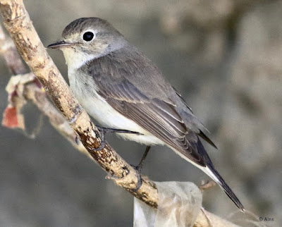 "Taiga Flycatcher,winter visitor not commonly seen."