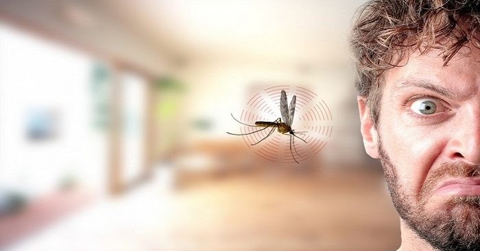 Mengapa  Nyamuk Suka Terbang di Dekat Telinga Banyak Tanyak