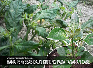 Hama yang menyebabkan Kriting pada daun cabe dan cara mengatasinya