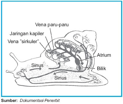 Sistem Peredaran Darah pada Siput  Mollusca Panduan Cepat 