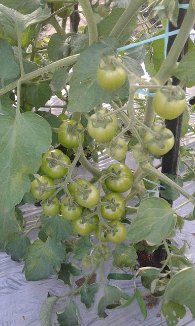 Tanaman tomat subur dengan lahan bebas gulma dan tanahnya gembur tercukupi nutrisi. 