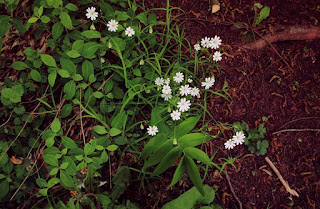 http://www.dailygood.org/story/1761/tending-to-your-inner-weeds-alanda-greene/