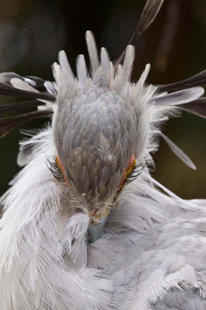 Breathtakingly Beautiful Secretary Bird That Could Become A Character In A Pixar Movie