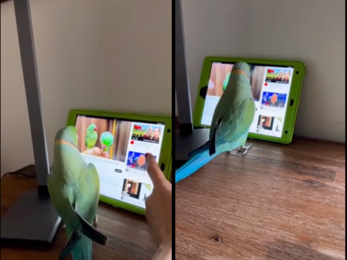 Parrot watching YouTube Videos
