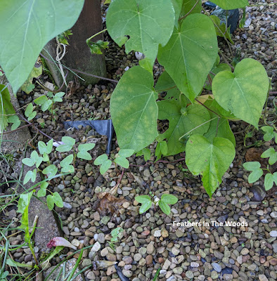 Morning glorys growing from dropped seeds