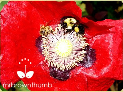 honey bee & bumble bee share pollen from poppy flower
