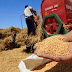 قرار جديد يُقرّب مستوردي القمح المغاربة من السوق الروسية ويزيد المنافسة مع الاتحاد الأوروبي