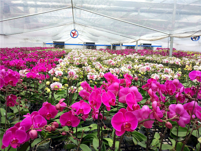 China Orchid Planting Base Shigou Town, Sihui City, Zhaoqing