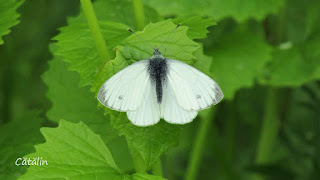 Pieris napi (male) IMG3389