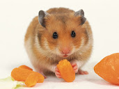 #2 Hamster Wallpaper