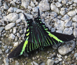 Urania fulgens, Sunset Moth