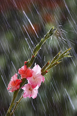 The season I like most. The Rainy season