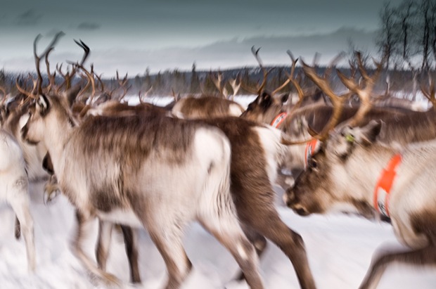 Reindeer -Lappland Reindeer -Lappland