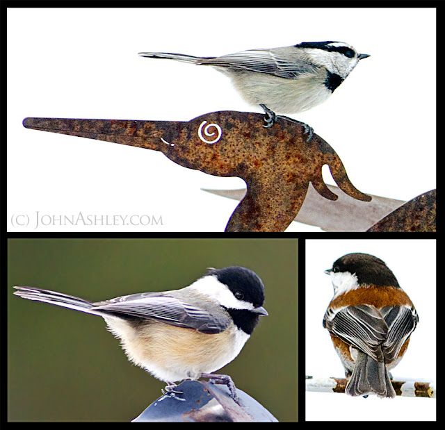 Clockwise from bottom left: Black-capped Chickadee, Mountain Chickadee, Chestnut-backed Chickadee (c) John Ashley