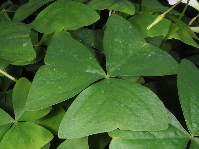 Кислица треугольная (Oxalis triangularis)