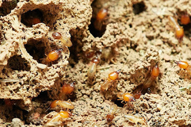 Cosmetic Termite Damage Repair