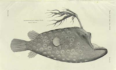 Aegoeonichthys Appelii