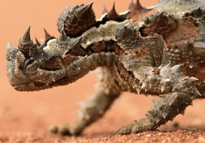 thorny devil Animal Picture