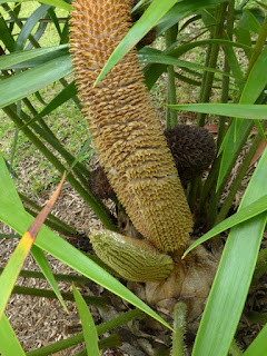 Zamia loddigesii - Zamia de Loddiges