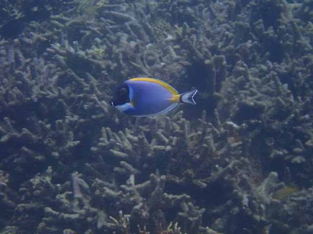 Acanthurus leucosternon