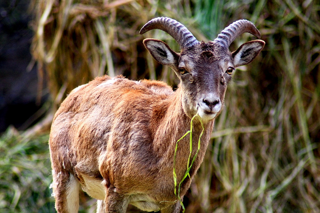 Beautiful,cute,brown,white markhor  is stand on beautiful grass ground,wallpapers,pictures,images  