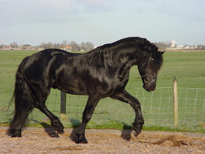 Friesian Horse Stallion. friesian horse feeding rules