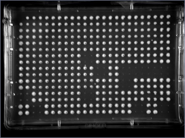 of chromosomes autosomal N