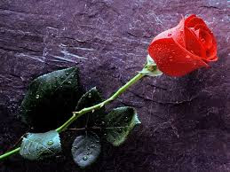 free downlod love rose dil  hd wallpapers 0035