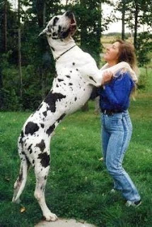 Great Dane