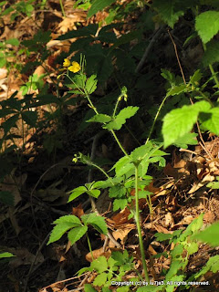 Yellow Flower