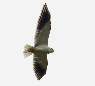 "Black-winged Kite, local migrant flying above."