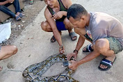Ular Sanca 4 Meter Ditemukan di Sebuah Empang Pemancingan Oleh Warga Kp. Kandang