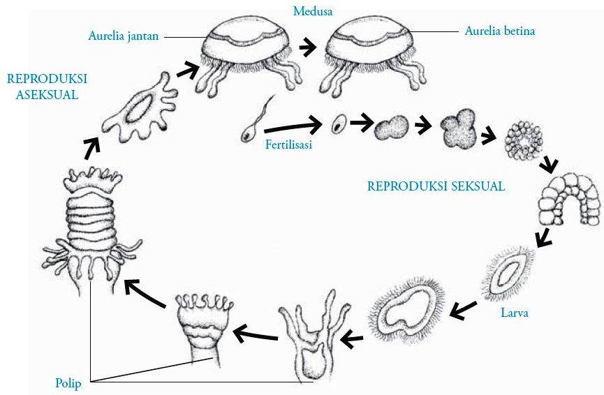 Filum Cnidaria  Coelenterata  Pengertian Ciri ciri 