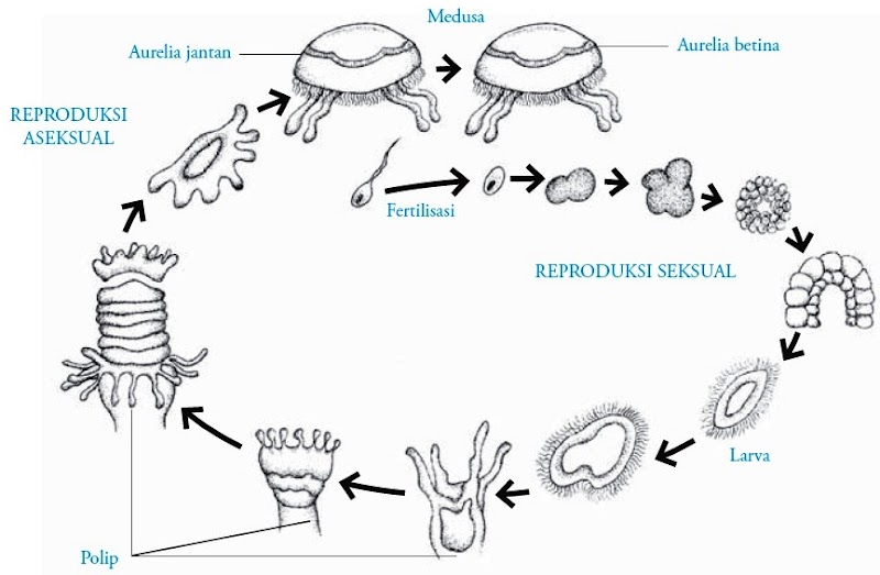 18+ Trend Terbaru Siklus Hidup Mollusca