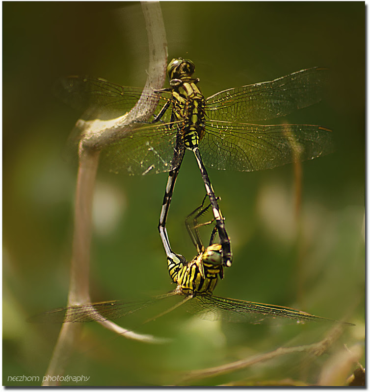 dragonfly mating make love sex picture