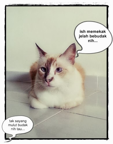 Meowwmania: Soalan kurang sopan