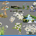 Clipart naturaleza pack 6 photoshop