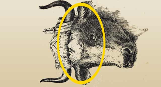 Test visual: Descubre el rostro del ganadero
