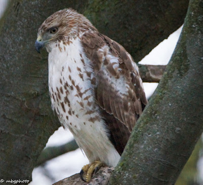 hawk on a tree branch photo by mbgphoto