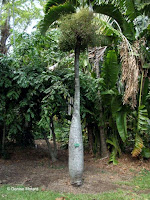 Bottle palm tree, Foster Botanical Garden - Honolulu, HI