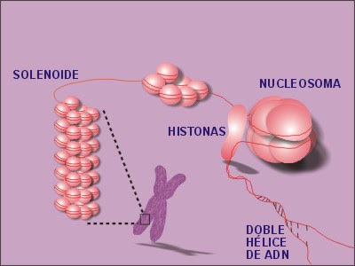 Apuntes De Bioquímica: Ácidos Nucleicos