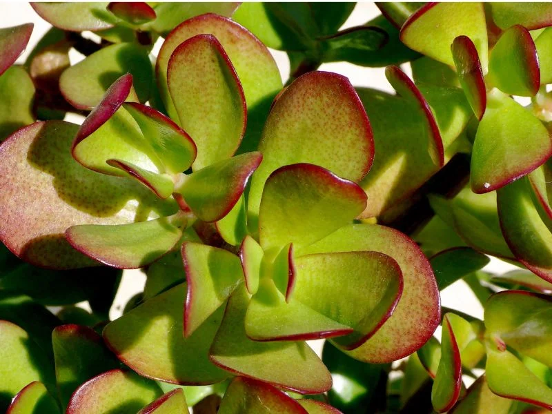 Crassula Ovata