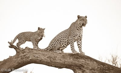 isak pretorius, c4 images and safaris, mashatu, photographic workshop,