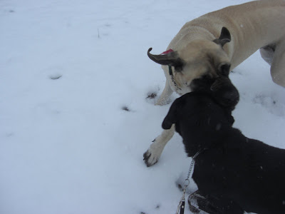 Picture of Liberty & Rudy playing with each other's mouths - while in the snow