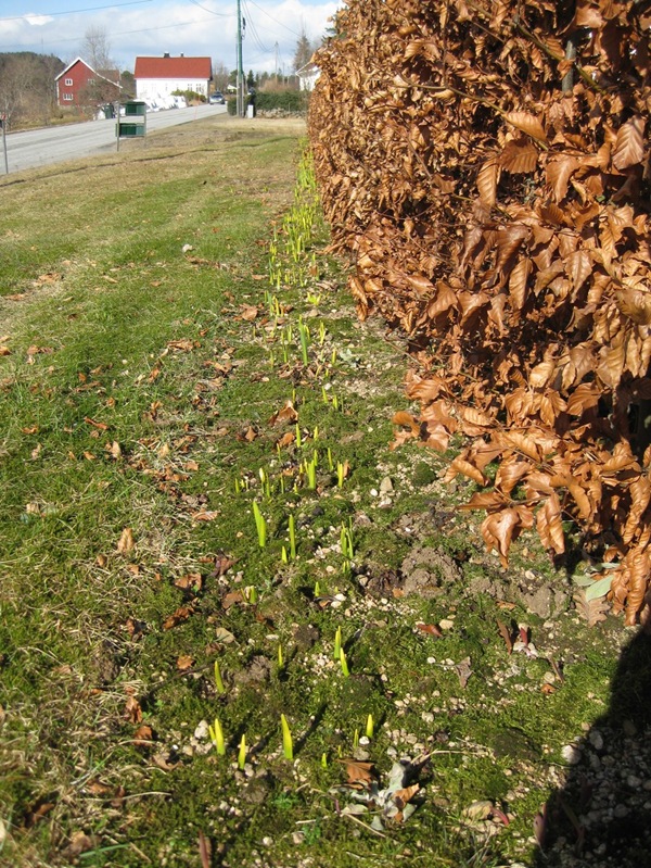 2010-03-29 Vårblomster i sola (16)