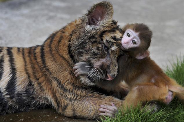Baby rhesus monkey and his tiger cub friends, rhesus monkey