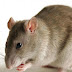 Rodent Control And Removal Simple Methods