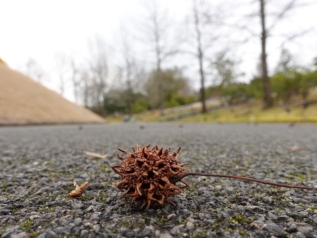 とっとり花回廊　モミジバフウ（紅葉葉楓）